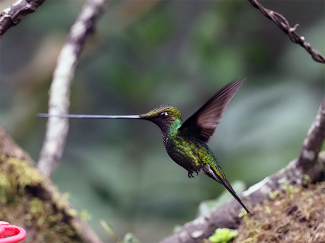 Sword-billed Hummingbird by Ventures Birding